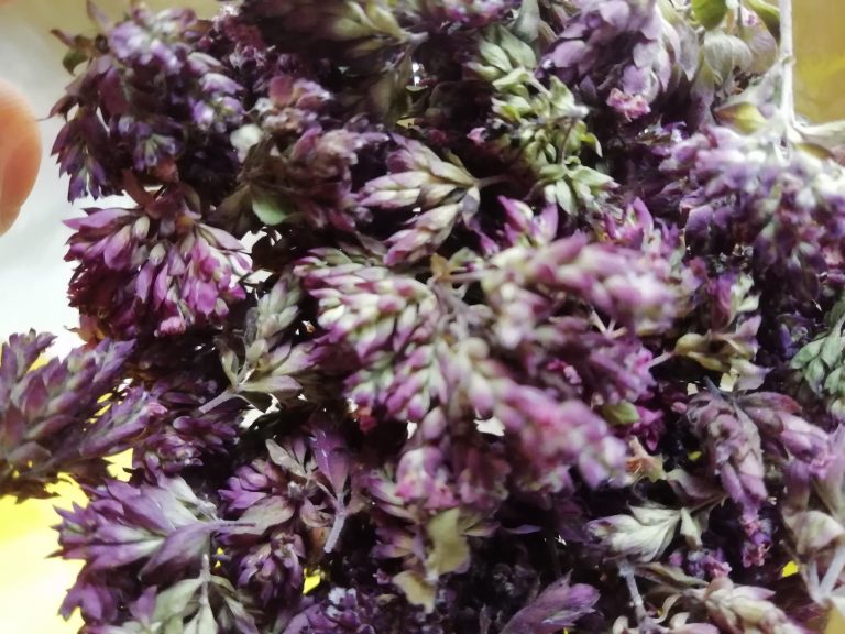 oregano bath HERB - BATH