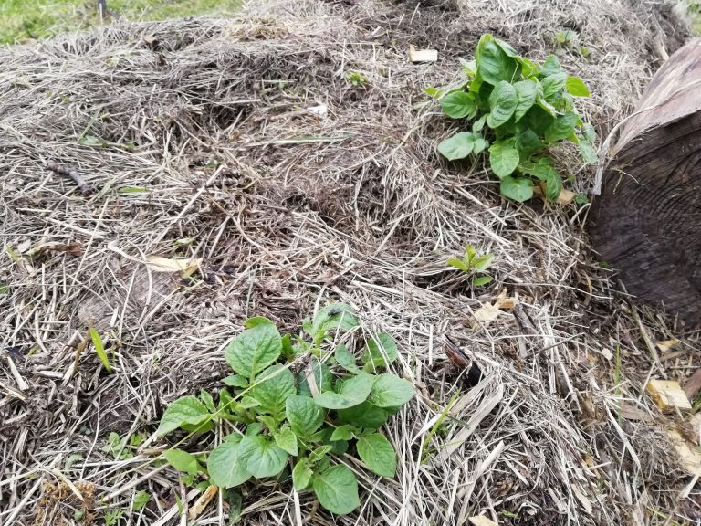 kmetija krompir NA KONCU MAVRICE