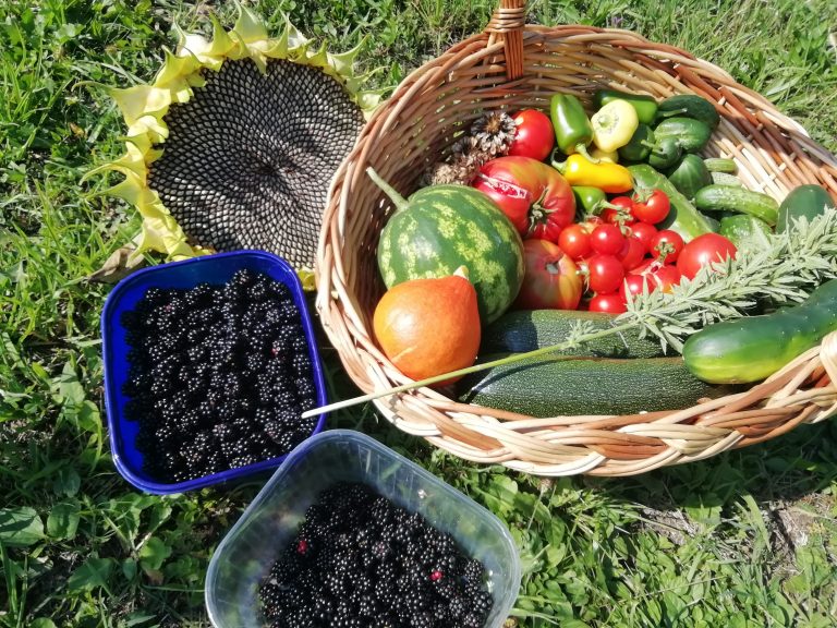 vrt33 NA KONCU MAVRICE