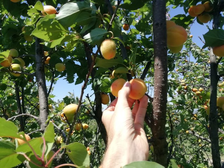 obiranje marelic NA KONCU MAVRICE