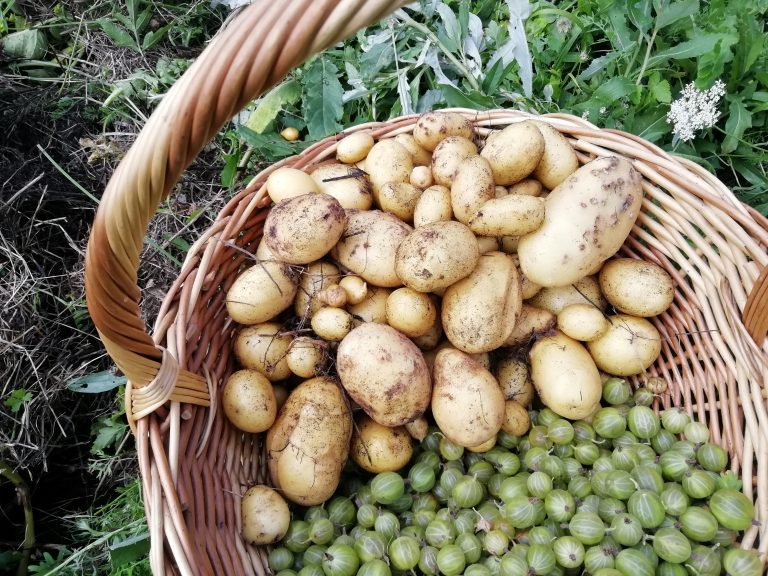 krompirjev kup3 NA KONCU MAVRICE